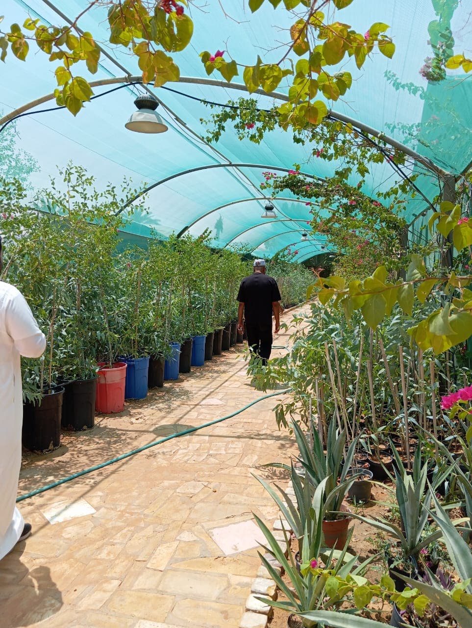 Tree planting pits prepared in arid ground ahead of LNC treatment
